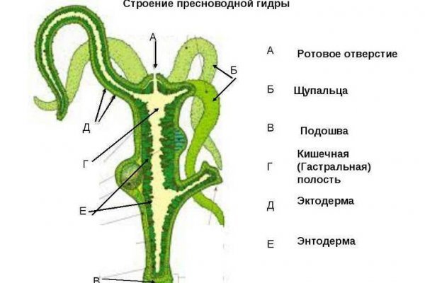 Мега кракен