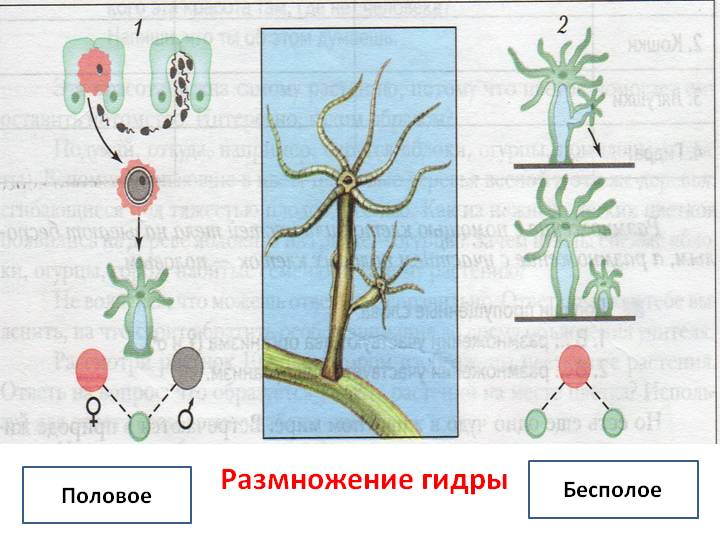 Kraken 13at сайт